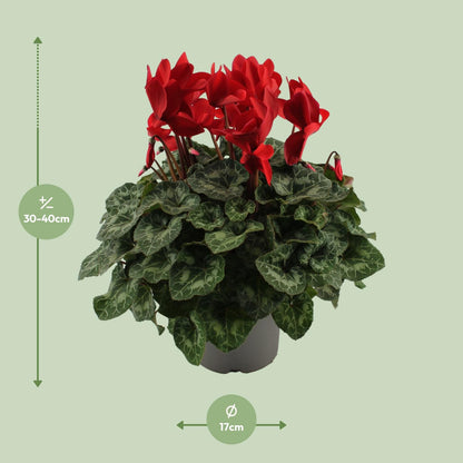Cyclaam rood