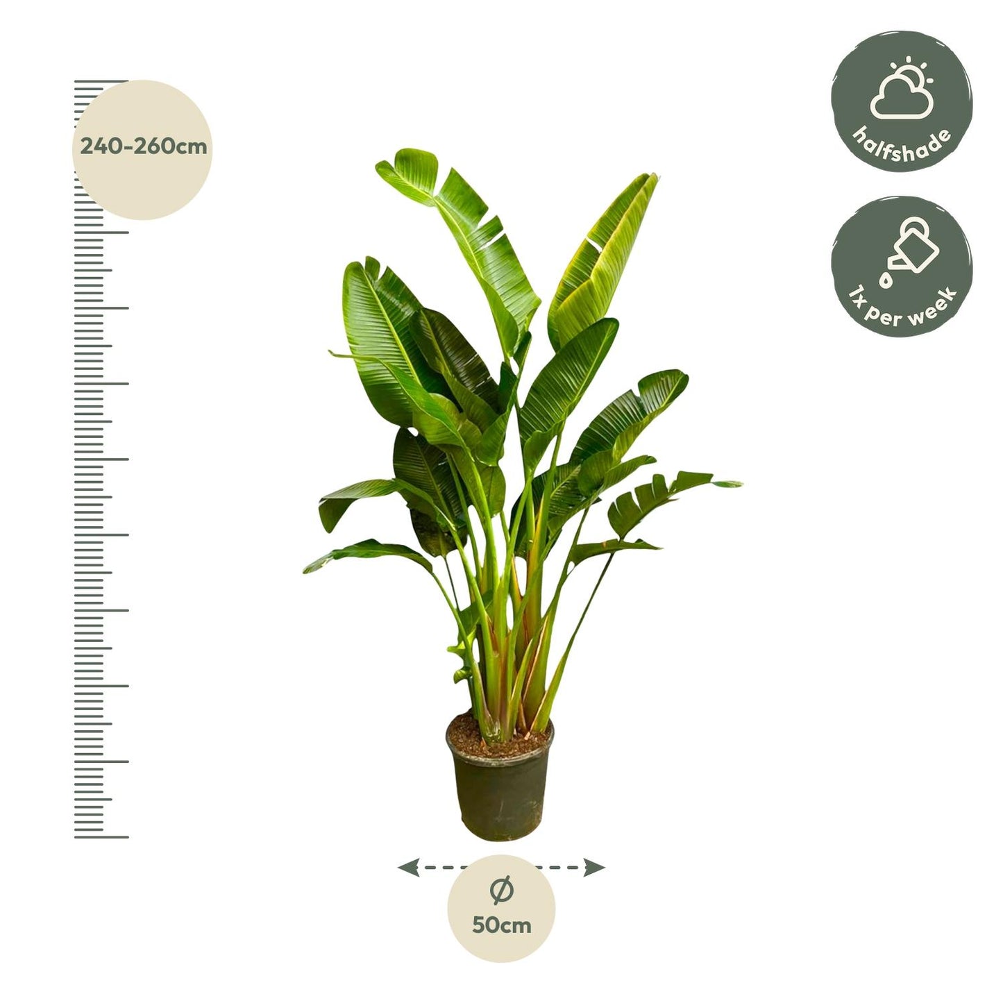 Strelitzia Augusta multi stam XXL - 250 cm