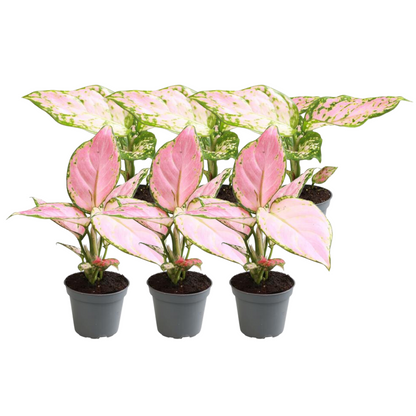 The pink box (6 stuks)