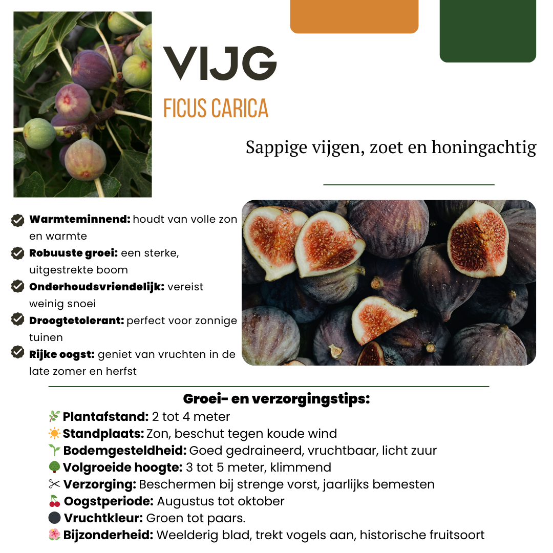 Biologische Vijgenbomen