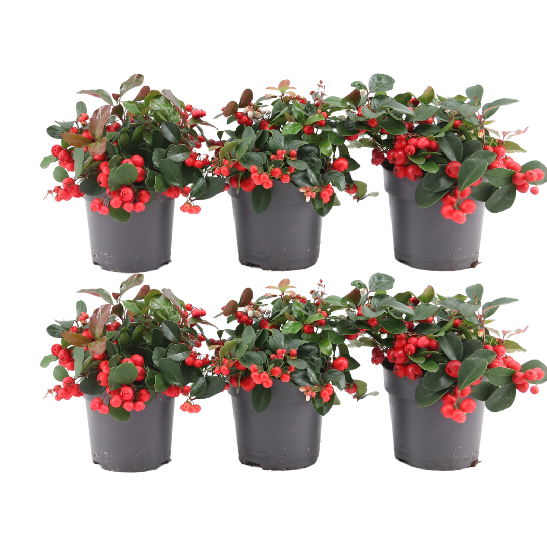 Big berry (6 stuks)