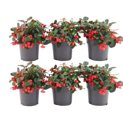 Big berry (6 stuks)