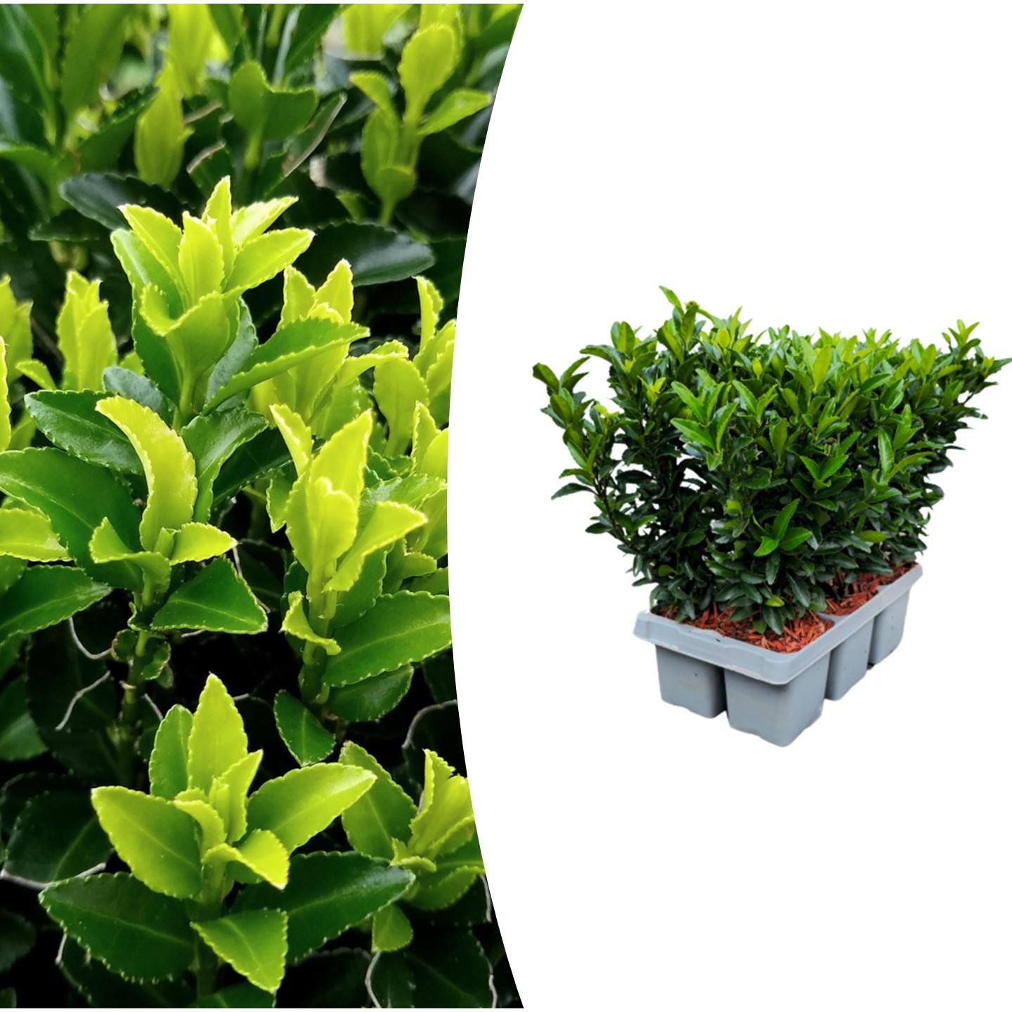 Euonymus