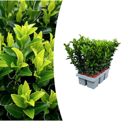 Euonymus
