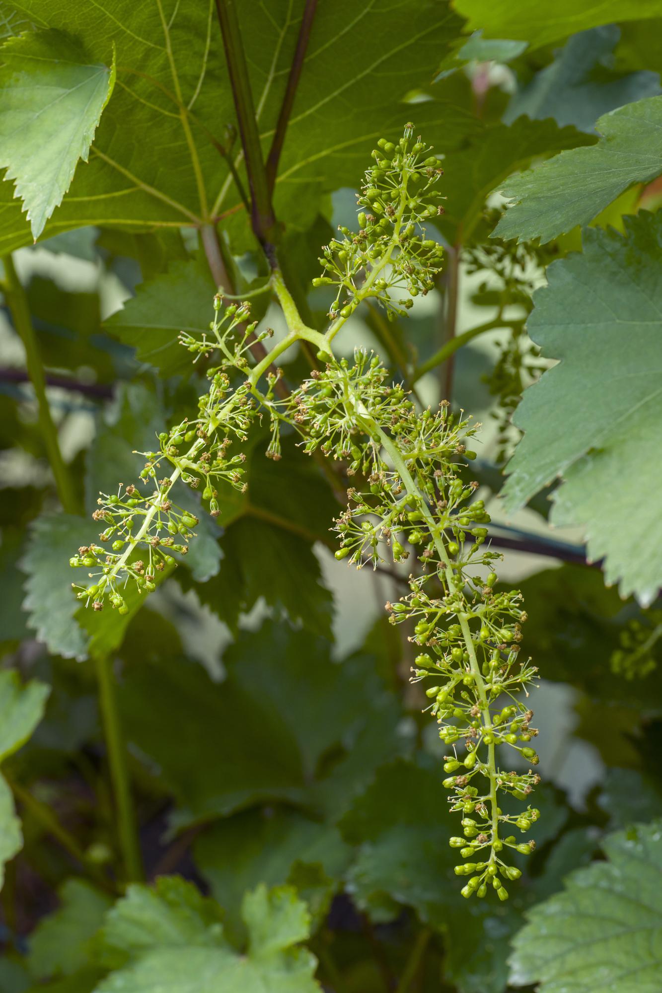 Witte druif ‘Johanniter’
