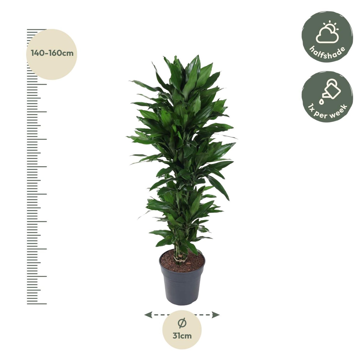 Dracaena Janet Lind vertakt - 120 cm
