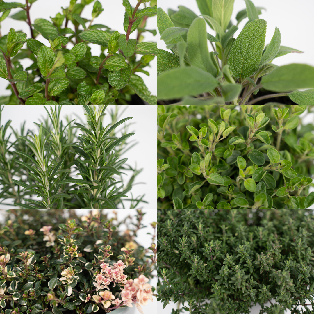 Tuinkruiden Mix - 4 stuks