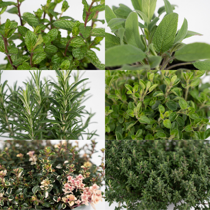 Tuinkruiden Mix - 4 stuks