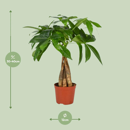 Pachira Aquatica - 35 cm