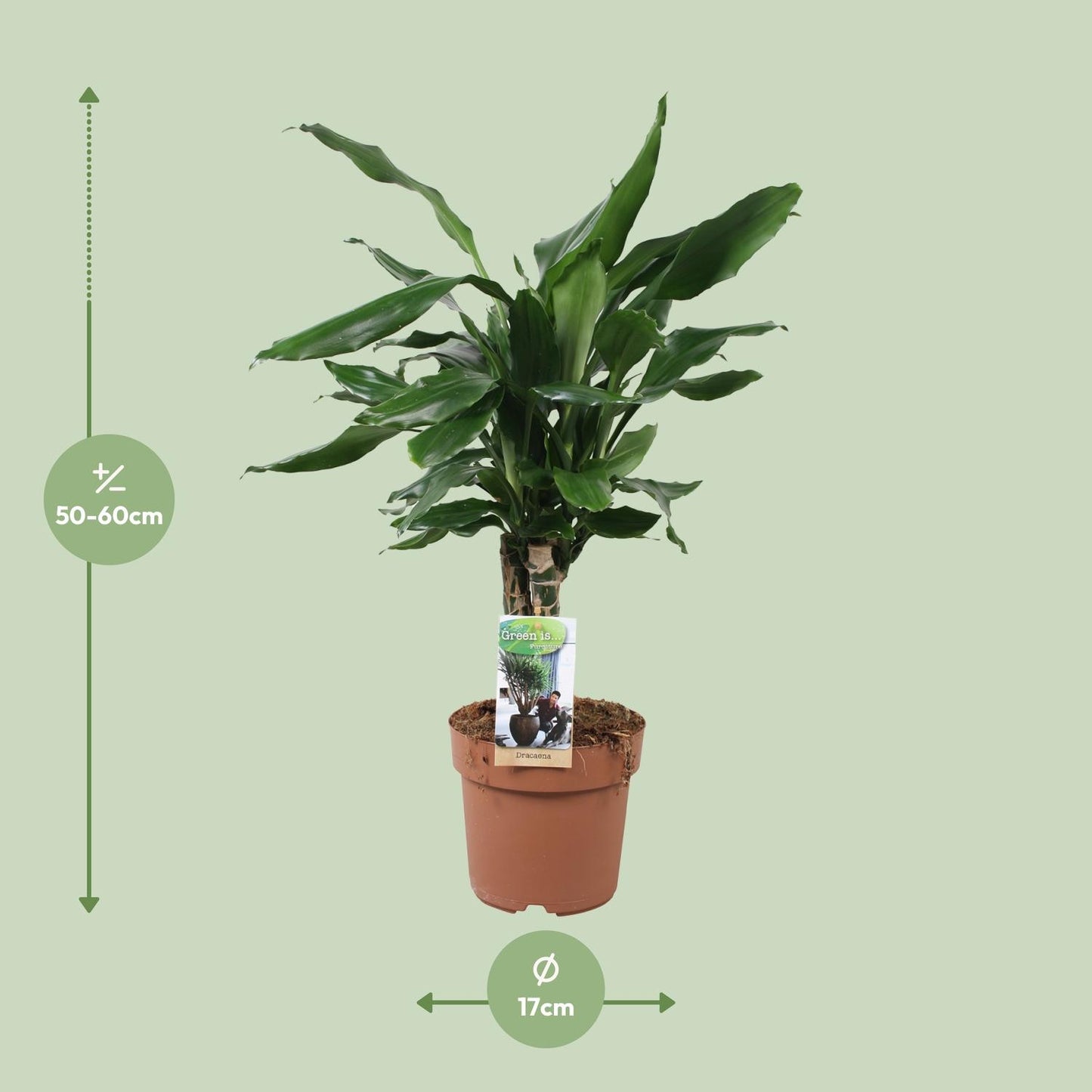 Dracaena Fagrans Steudneri Green - 55 cm