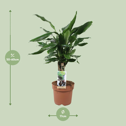 Dracaena Fagrans Steudneri Green - 55 cm