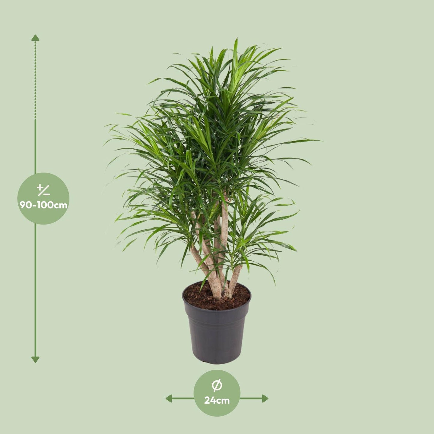 Dracaena Anita - 100 cm