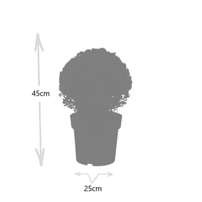Ilex crenata bol XL - 2 stuks