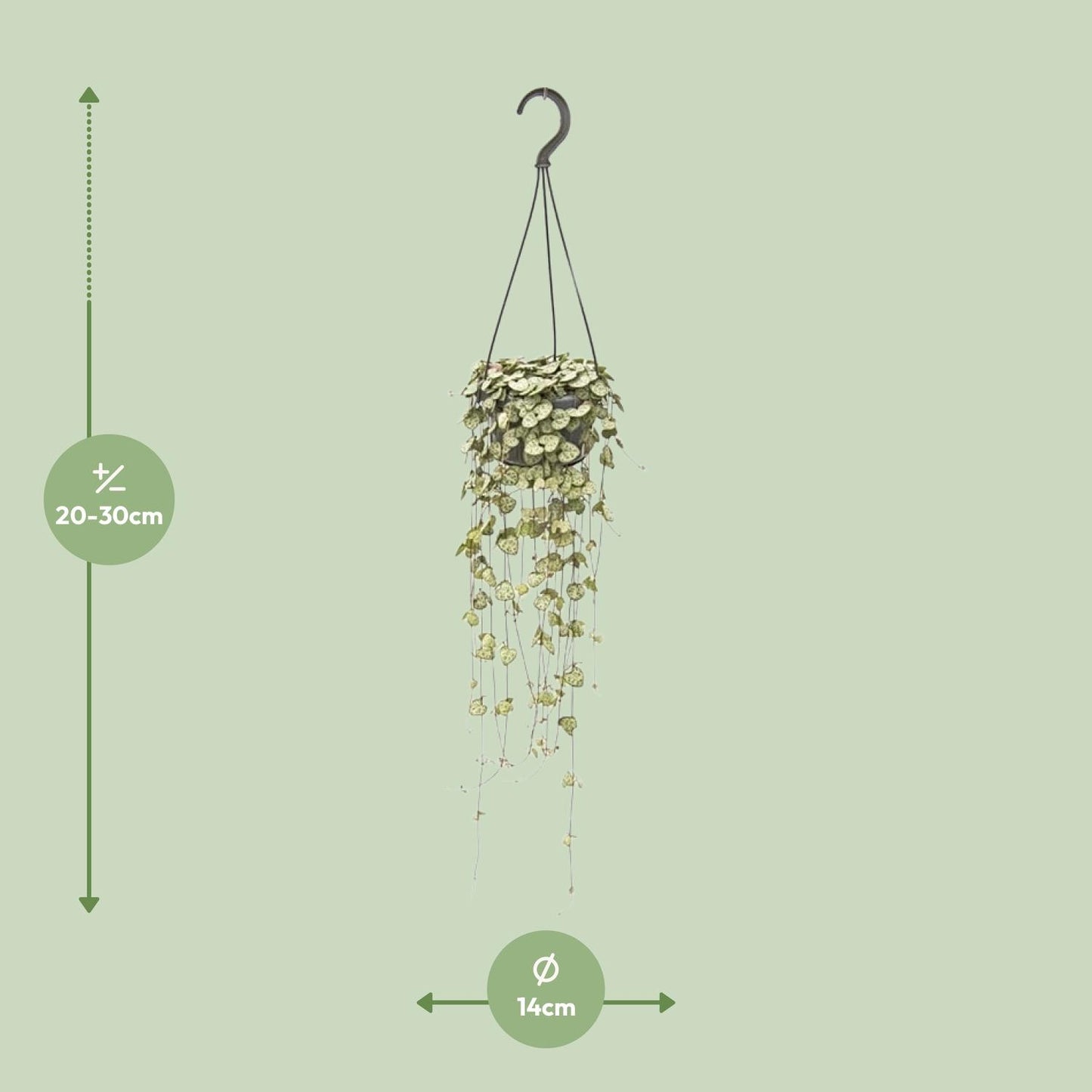 Hangplant Ceropegia Woodii - 40 cm