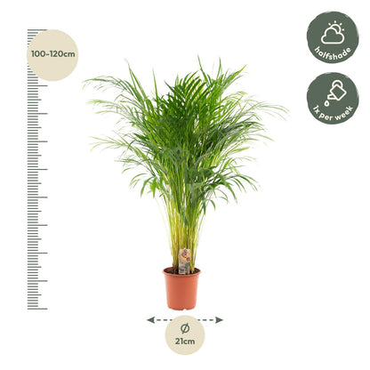 Areca palm - 100 cm