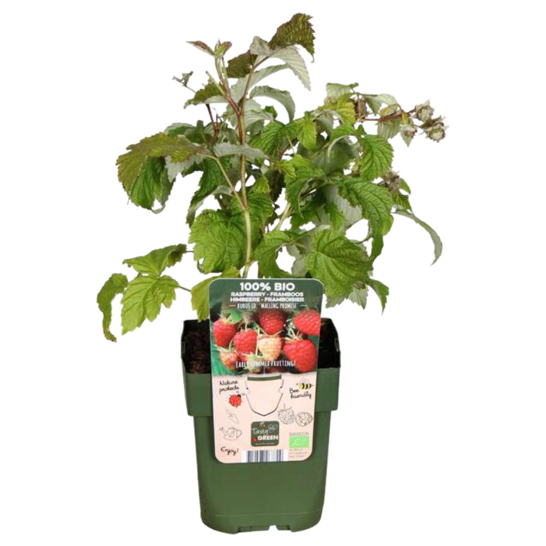 Biologische frambozenplanten