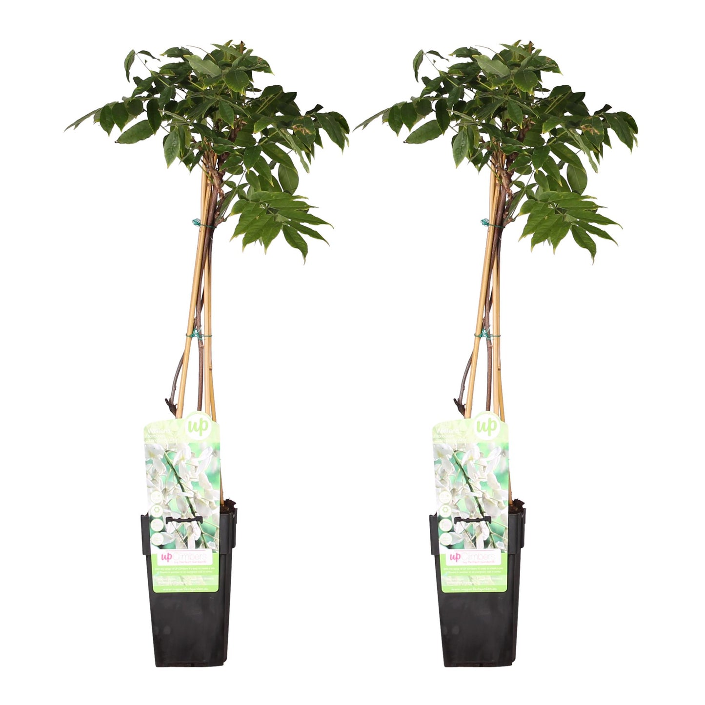 Wisteria floribunda Wit (2 stuks)