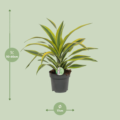 Dracaena Fragrans lemon lime - 40 cm
