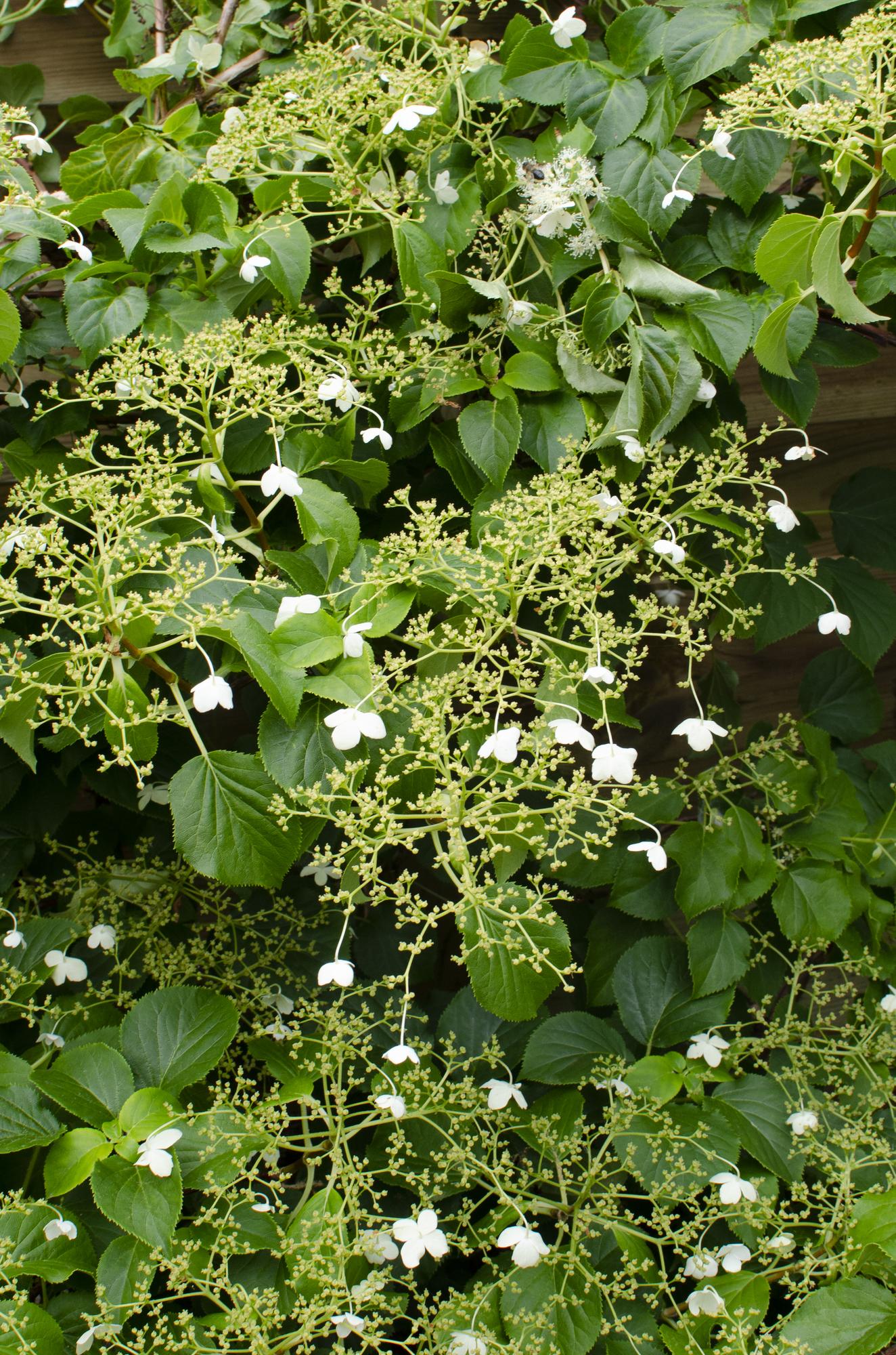 Klimhortensia