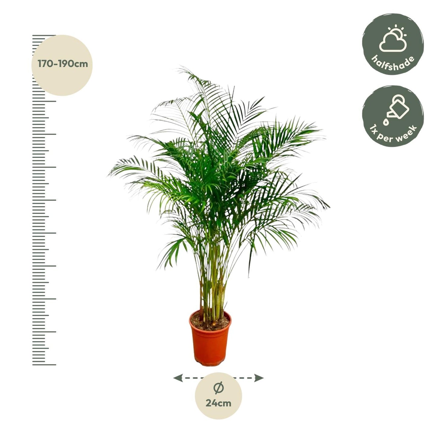 Areca Palm - 180 cm