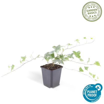 Hedera helix