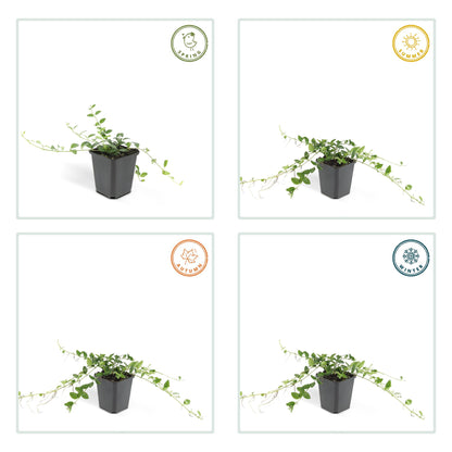 Vinca minor Alba