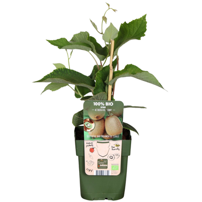 Biologische kiwiplanten