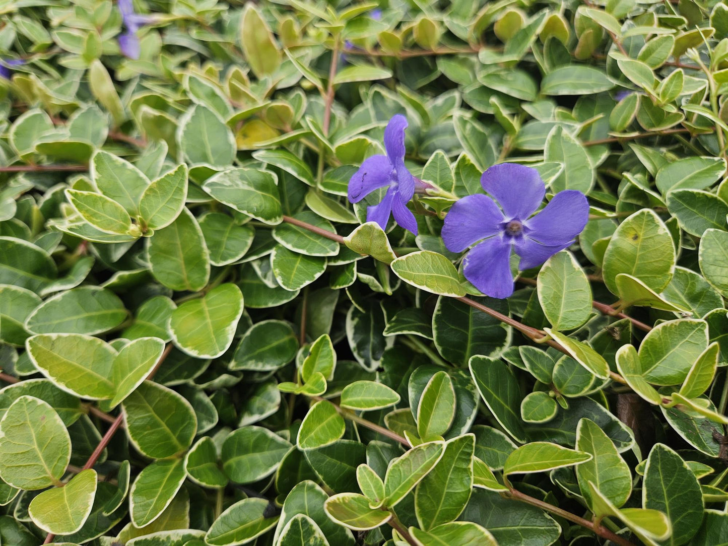 Vinca minor Ralph Shugert