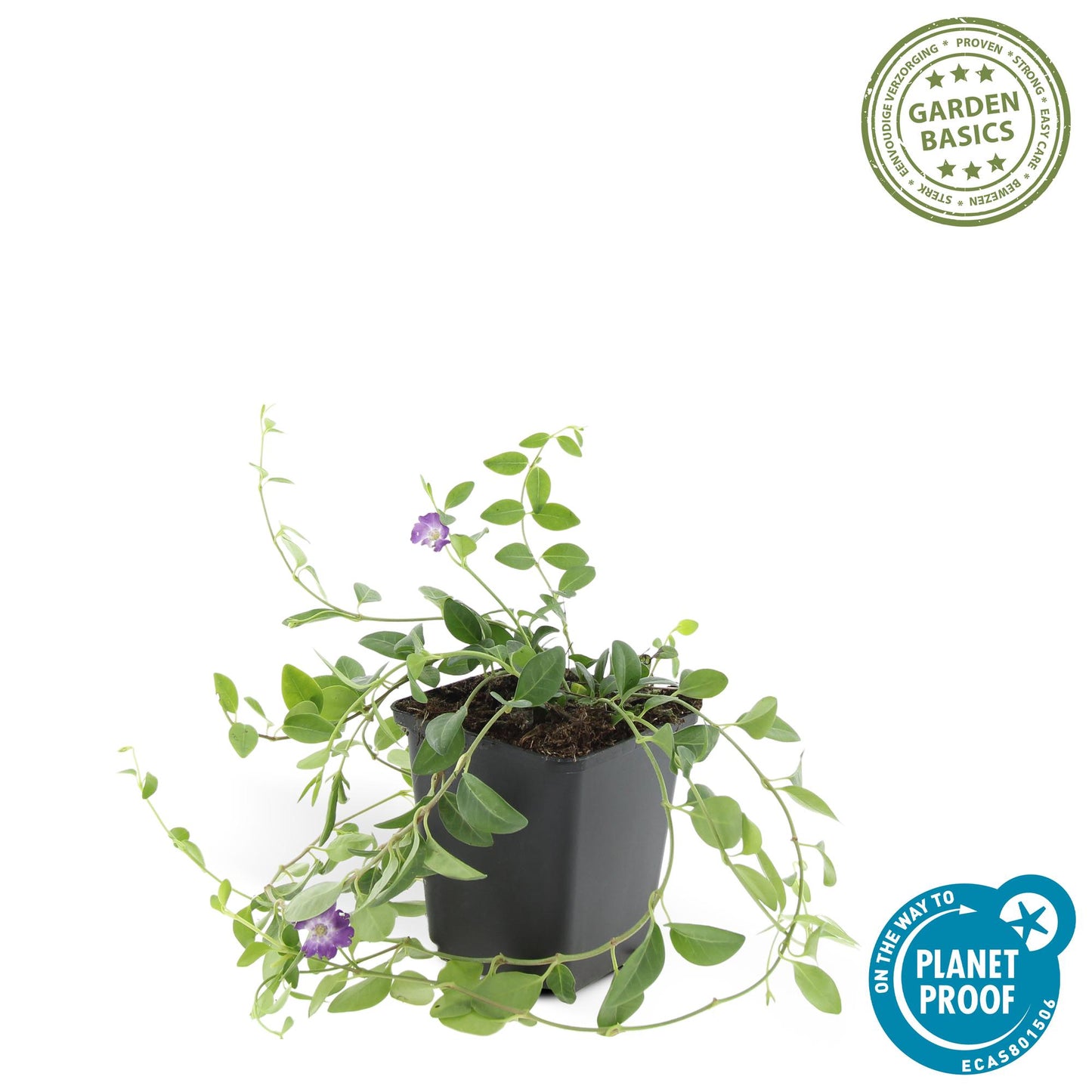 Vinca minor Atropurpurea