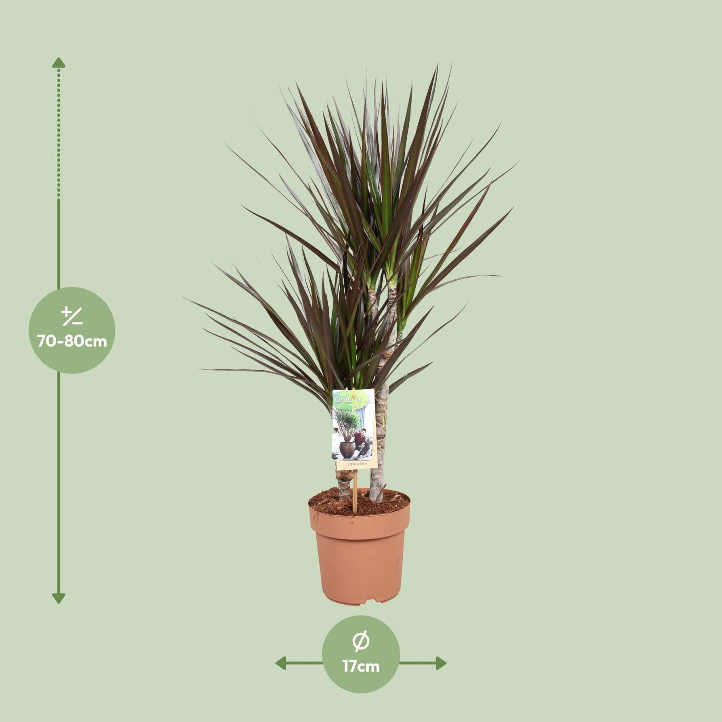 Dracaena Magenta - 80 cm