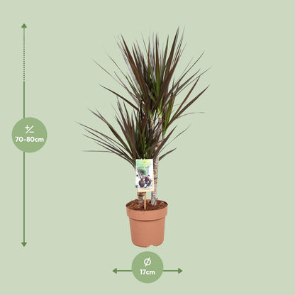 Dracaena Magenta - 80 cm