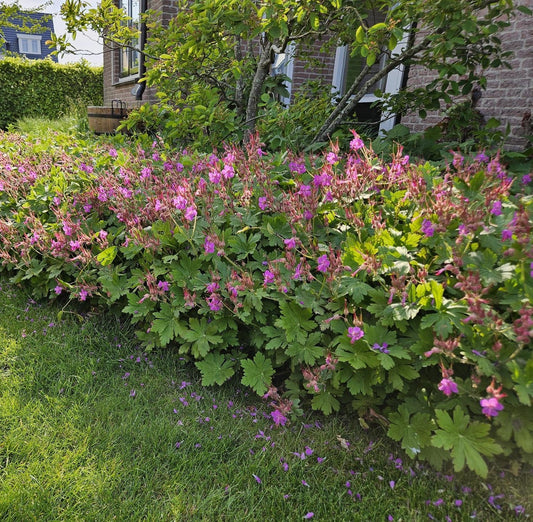 Geranium macrorrhizum