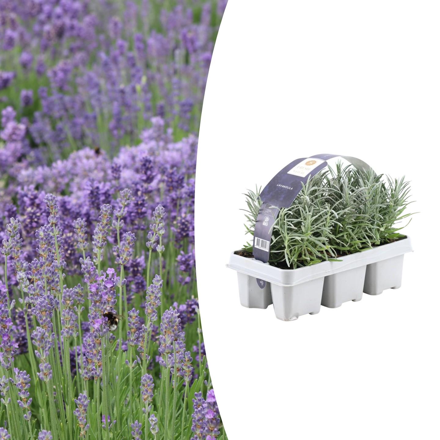 Lavendel