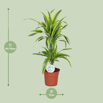 Dracaena Lemon Lime - 65 cm
