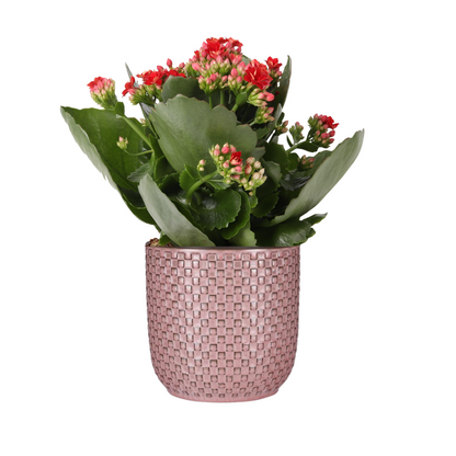 Combi deal - Kalanchoe Rosalina Rood  + Pot relief roze
