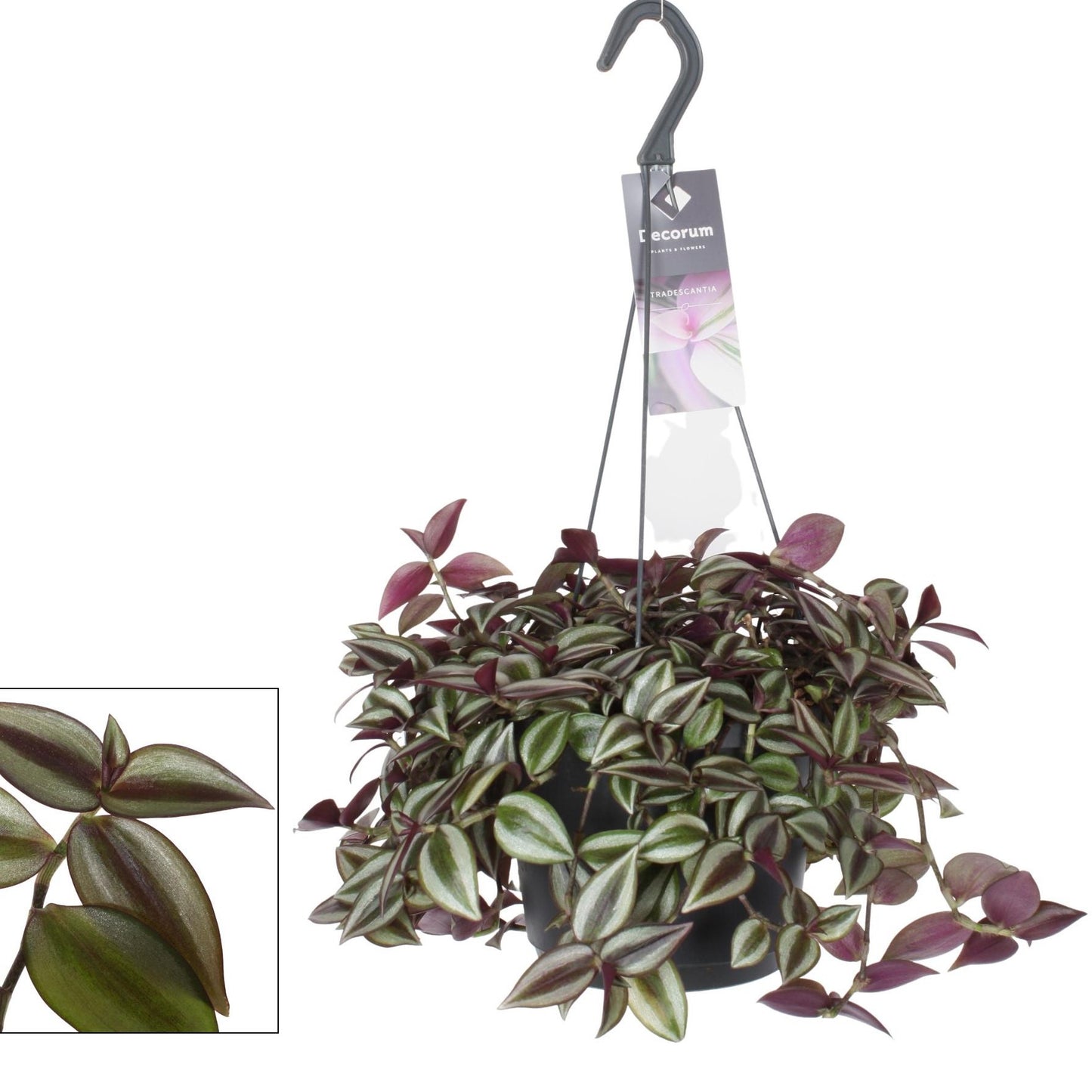 Hangplant Tradescantia Zebrina - 30 cm