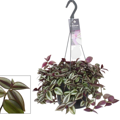 Hangplant Tradescantia Zebrina - 30 cm