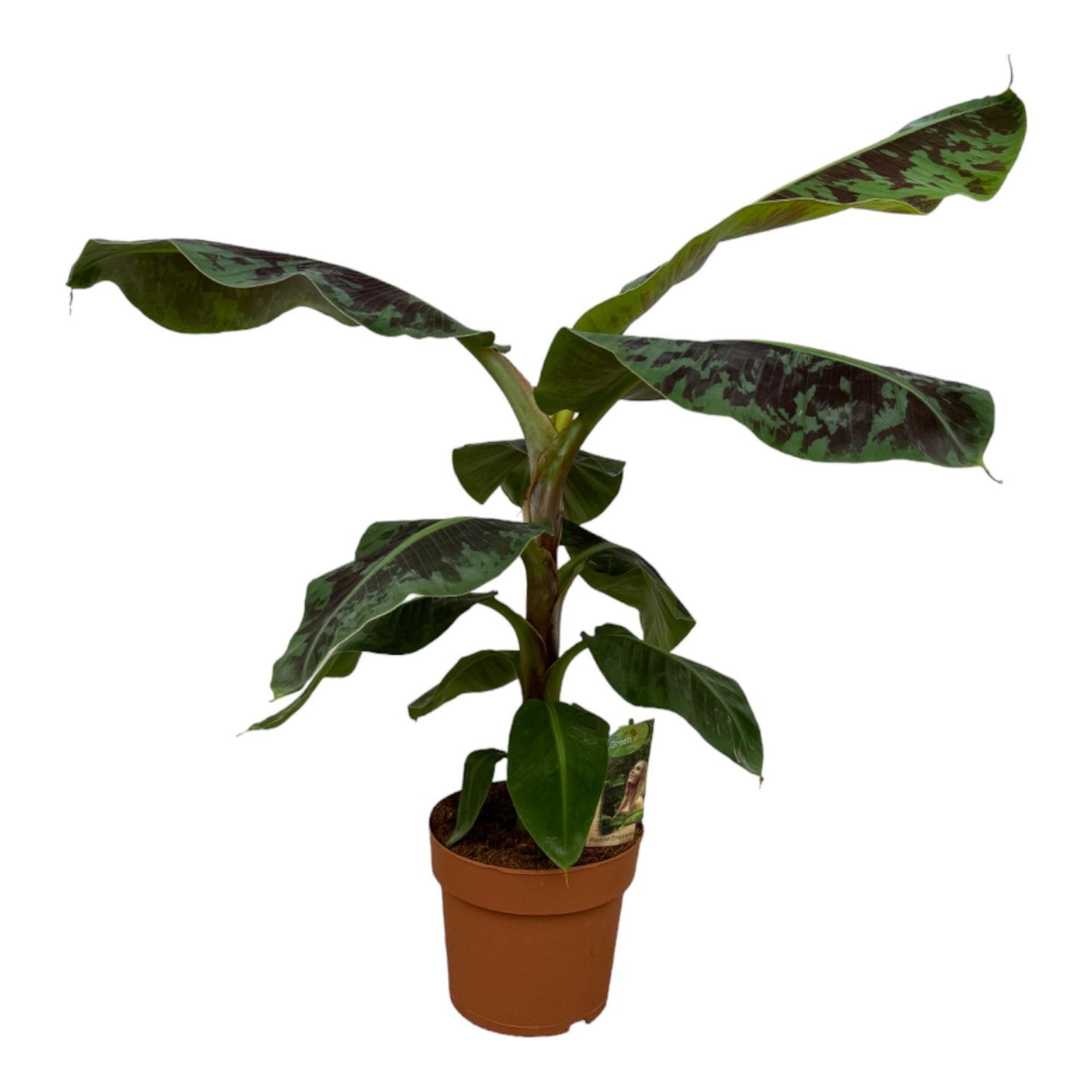Bananenplant - 80 cm