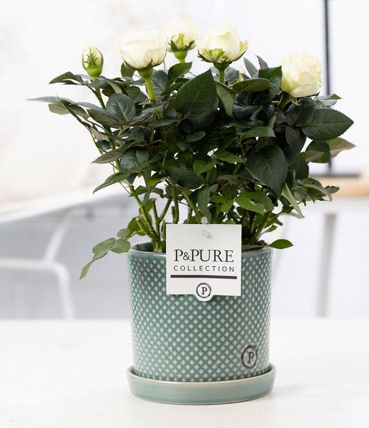 Rosa White In P&PURE Lauren pot