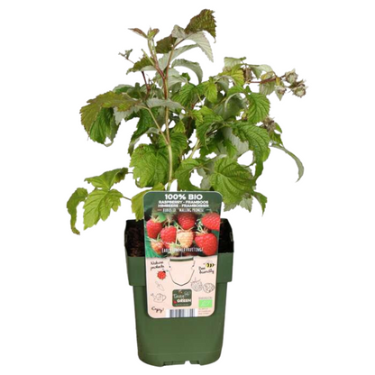 Biologische Fruitplanten (5 stuks)
