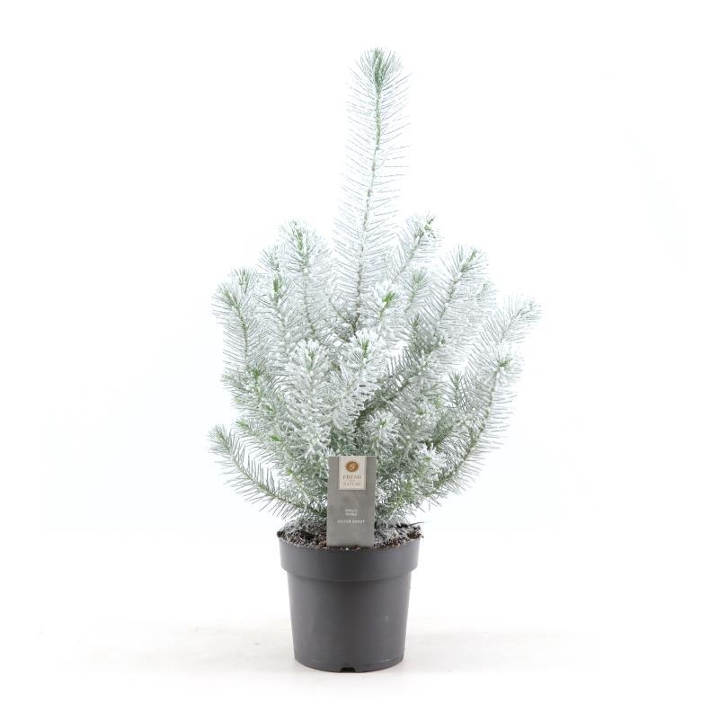 Mini kerstboom wit
