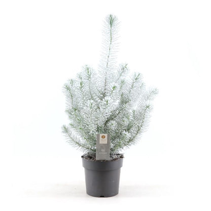 Mini kerstboom wit