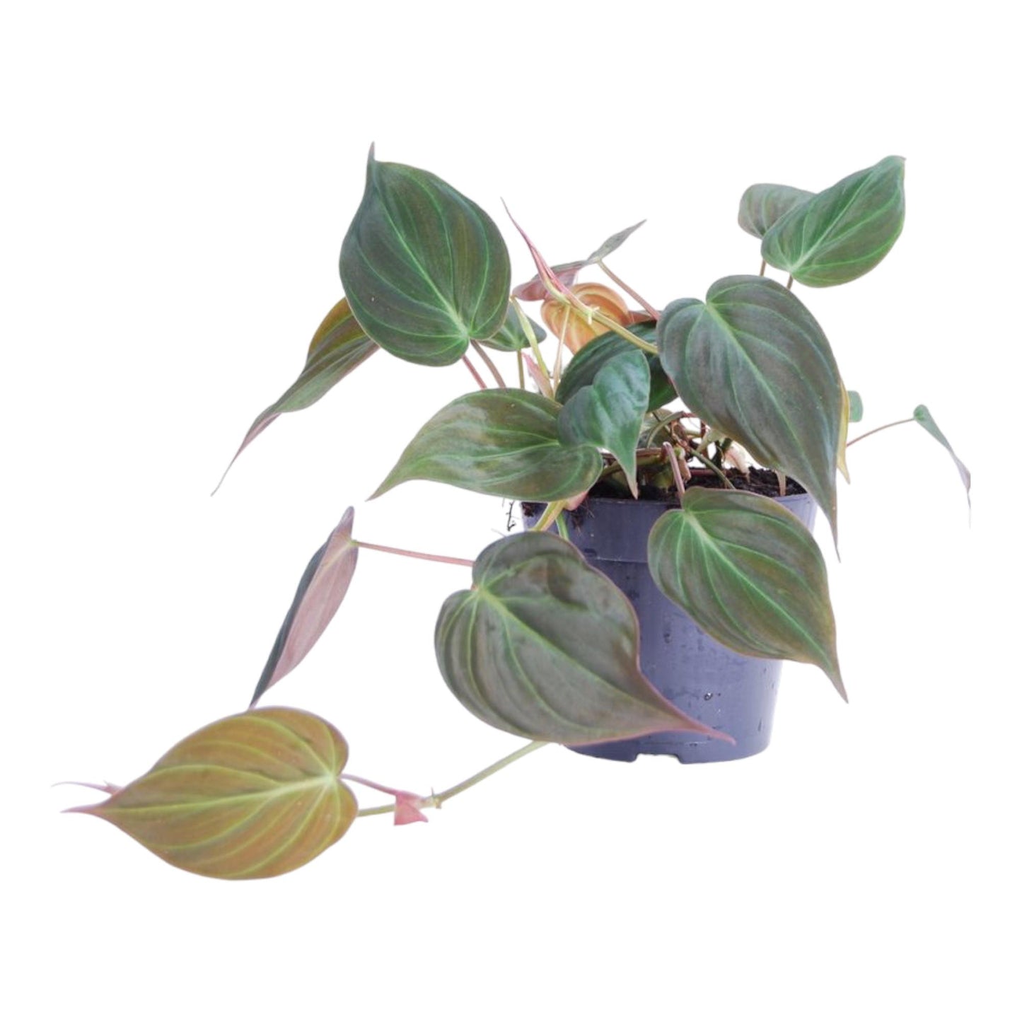 Philodendron scandens - 25 cm