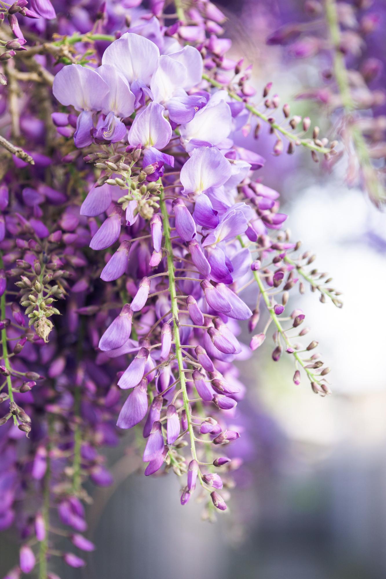 Wisteria floribunda