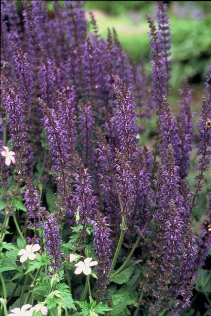 Salvia (Mainacht)