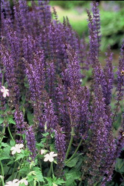 Salvia (Mainacht)