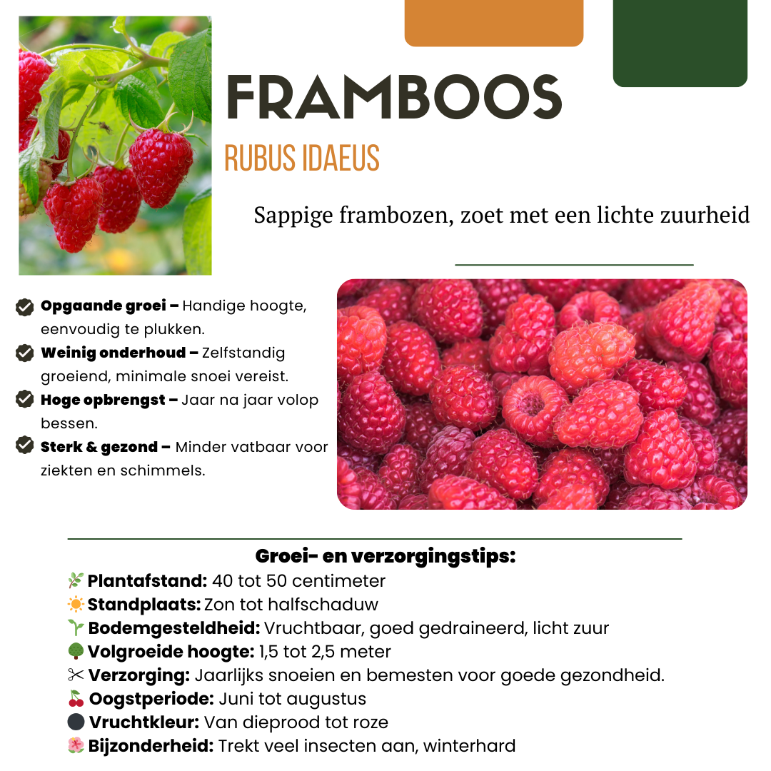 Combi deal: Framboos, Bosbes & Braam