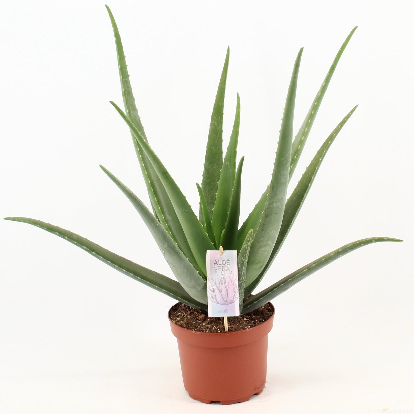 Aloe Vera - 70 cm