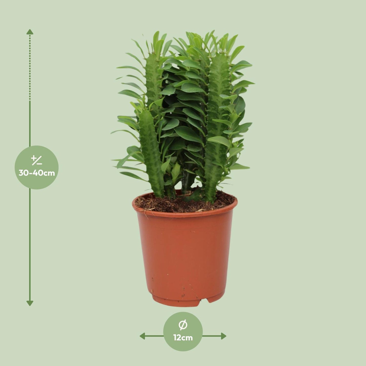 Euphorbia Trigona - 40 cm