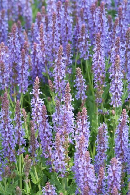 Salvia (Caradonna)